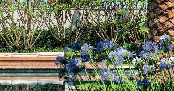 agapanthus flowers plantings 