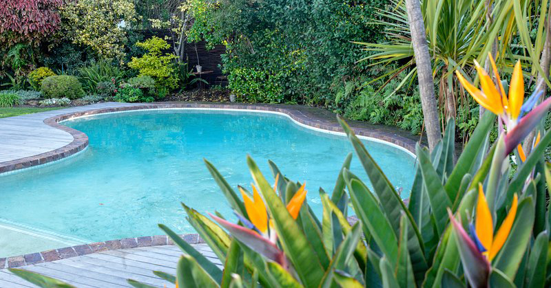 What To Plant Around A Swimming Pool Bioguard Aus Nz - Tropical Plants To Go Around Pool