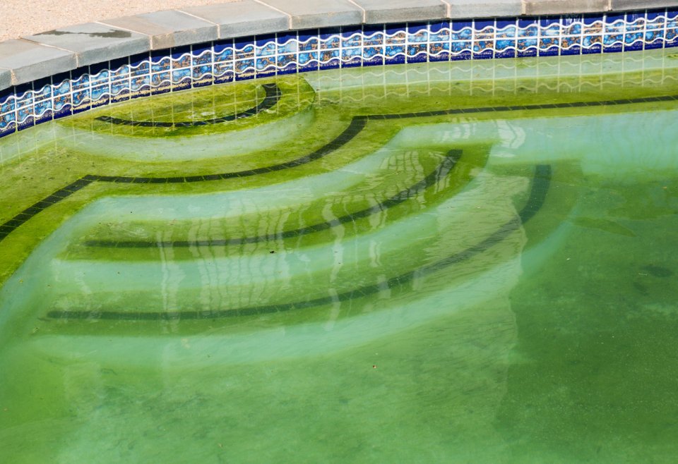 green pool chemicals cleaning bioguard algae 
